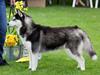 Siberian husky Diva