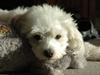 Coton de tulear Oskar