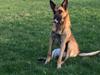 Malinois Jenos Nitro