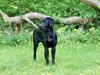 Labrador retriever Basse