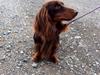 Gravhund Happy Dachshunds Esprit 