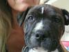 Staffordshire bull terrier Mico