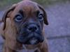 Boxer Bølle