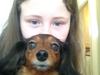 Miniature gravhund Fie 