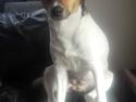 Dansk svensk gaardhund Coco