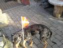 Catahoula leopard dog Basti