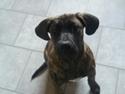 Dogo canario Rash Fuego Bull Volcanes Big Fighter (Arya)