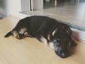 Schæferhund Roagers Woody