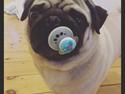 Mops Charlie