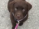 Labrador retriever Emma