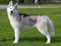 Siberian husky Girl's Talk Star'n Nordica (Penny)