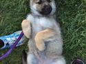 Schæferhund Pandora