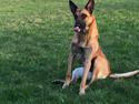 Malinois Jenos Nitro