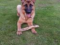 Schæferhund Mongrif Fanta  (Laica)