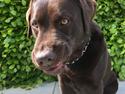 Labrador retriever Alba (R.I.P. 9/9-2016)