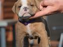 Olde english bulldogge TrueLove Bulldogs She Loves You (Jytte)