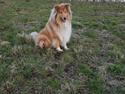 Collie langhåret Marco ( Julianas Corey)