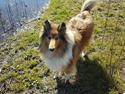 Collie langhåret Lassie (Jessebelle  N'Gold of Kingly Shine)