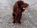 Gravhund Happy Dachshunds Esprit