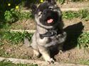 Eurasier Conrad