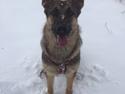 Schæferhund Gabby