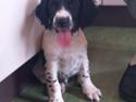 Engelsk springer spaniel Liva