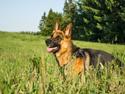 Schæferhund Degner Carlo