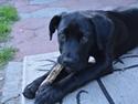 Cane corso Lilith