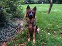 Schæferhund Nikita