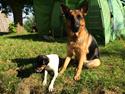 Schæferhund Tilli