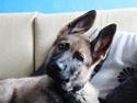 Schæferhund Mozart (Lillegårdens Foza)