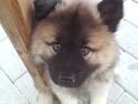 Eurasier Nuni