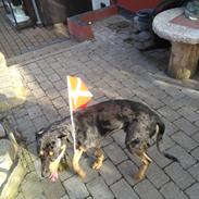 Catahoula leopard dog Basti