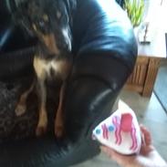 Catahoula leopard dog Basti