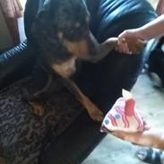Catahoula leopard dog Basti