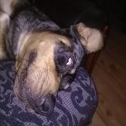 Catahoula leopard dog Basti
