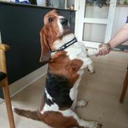 Basset hound Bonnie og Fonny