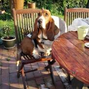 Basset hound Bonnie og Fonny
