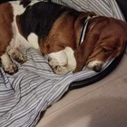 Basset hound Bonnie og Fonny