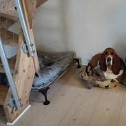 Basset hound Bonnie og Fonny