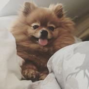 Pomeranian Filippa