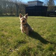 Yorkshire terrier Bayley Faber