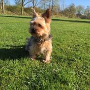 Yorkshire terrier Bayley Faber