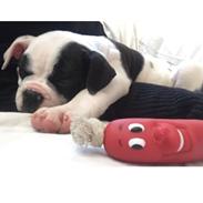 Blanding af racer Olga