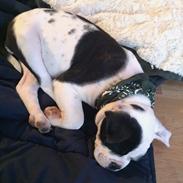 Blanding af racer Olga