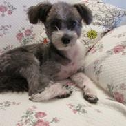 Chinese crested powder puff Tilly