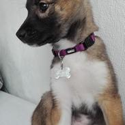 Kishu Miyako