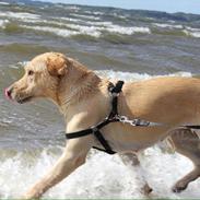 Labrador retriever Lady