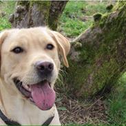 Labrador retriever Lady
