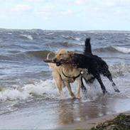 Labrador retriever Lady